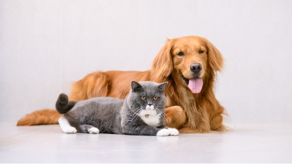 花瓣素材_金毛寻回犬,短毛猫,幸福,水平画幅,可爱的,无人,两只动物,哺乳纲,室内,宠物_14477481