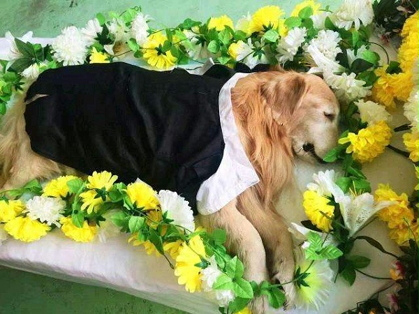 宠物殡葬