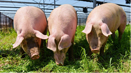 一种病死猪的高效无害化处理方法，许多养殖场都在用，建议收藏！