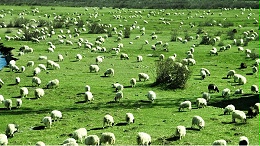 牧区牛羊