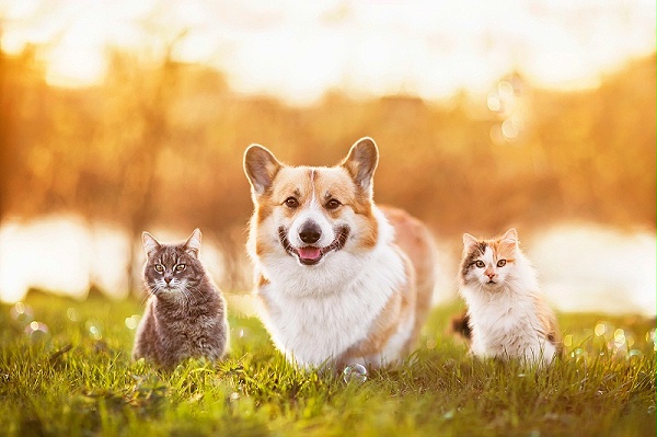 花瓣素材_朋友们,一只柯基犬和两只美丽的猫正坐在夏日阳光温暖的草地上_156536934 花瓣素材_朋友们,一只柯基犬和两只美丽的猫正坐在夏日阳光温暖的草地上_156536934